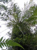 Albums/20060200-New Zealand 2006/20060205-Greymouth_Punakaiki/10